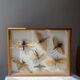 Framed giant insects, entomology collection