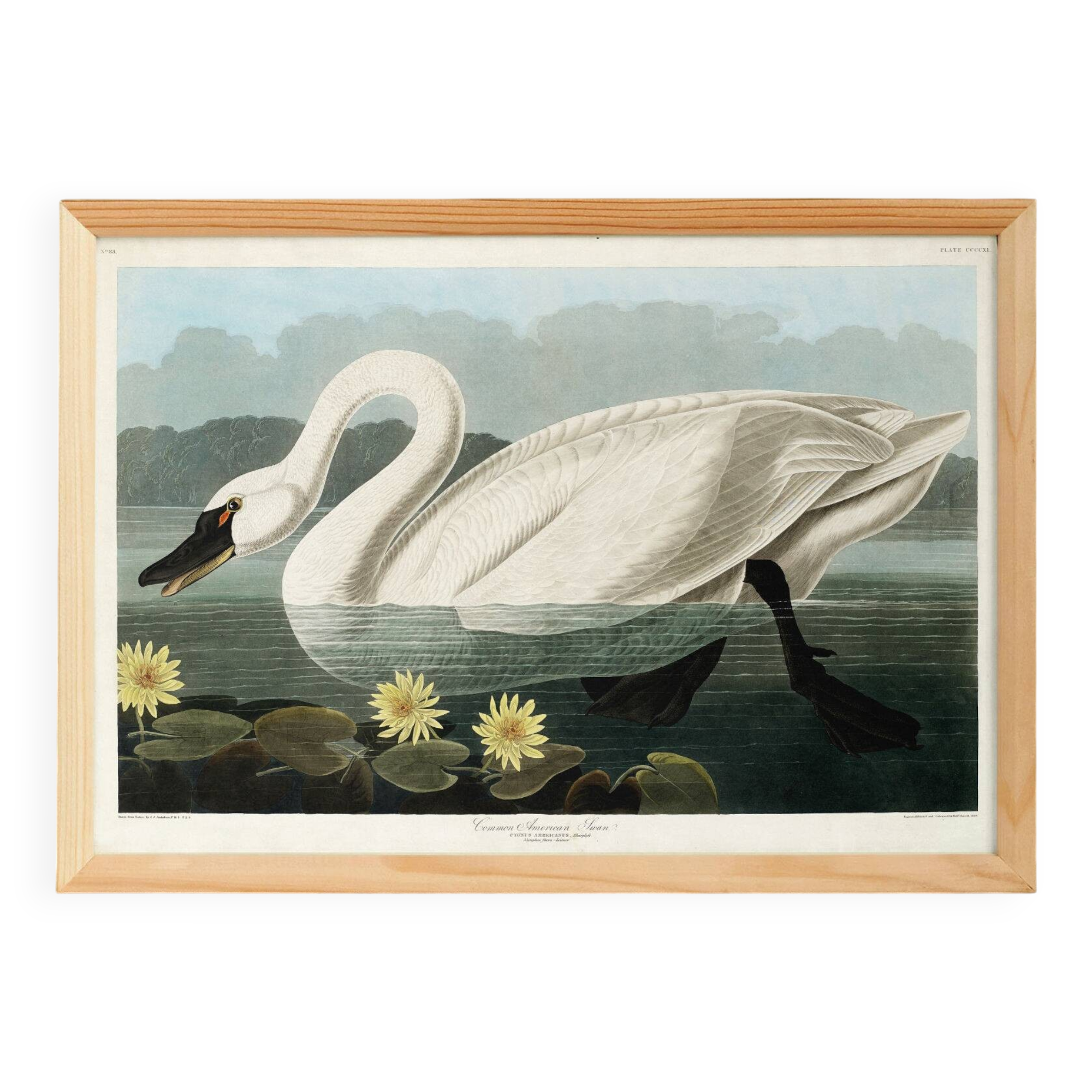 Poster about the trumpeter swan, based on an old engraving from 1827.