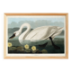 Affiche sur le cygne trompette, d’après une gravure ancienne de 1827.