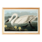 Poster about the trumpeter swan, based on an old engraving from 1827.