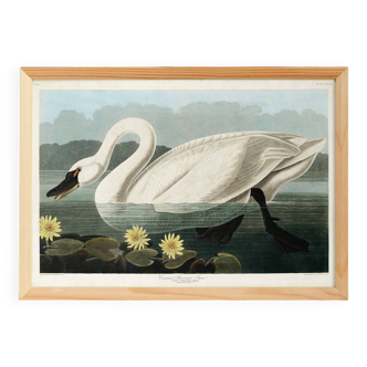 Poster about the trumpeter swan, based on an old engraving from 1827.
