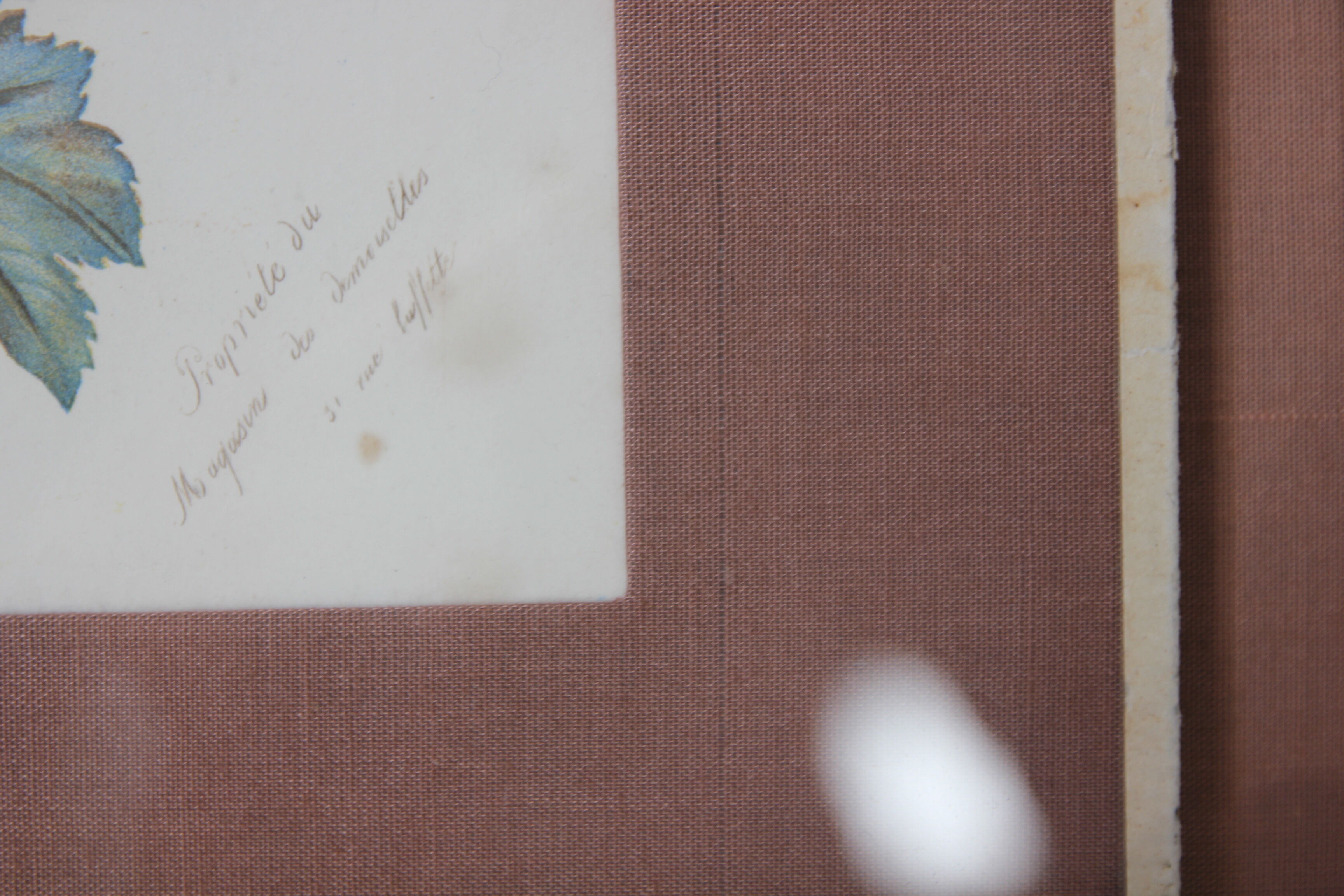 Engraving of flowers