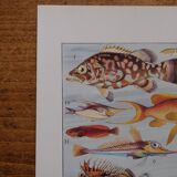 Original lithograph on fish