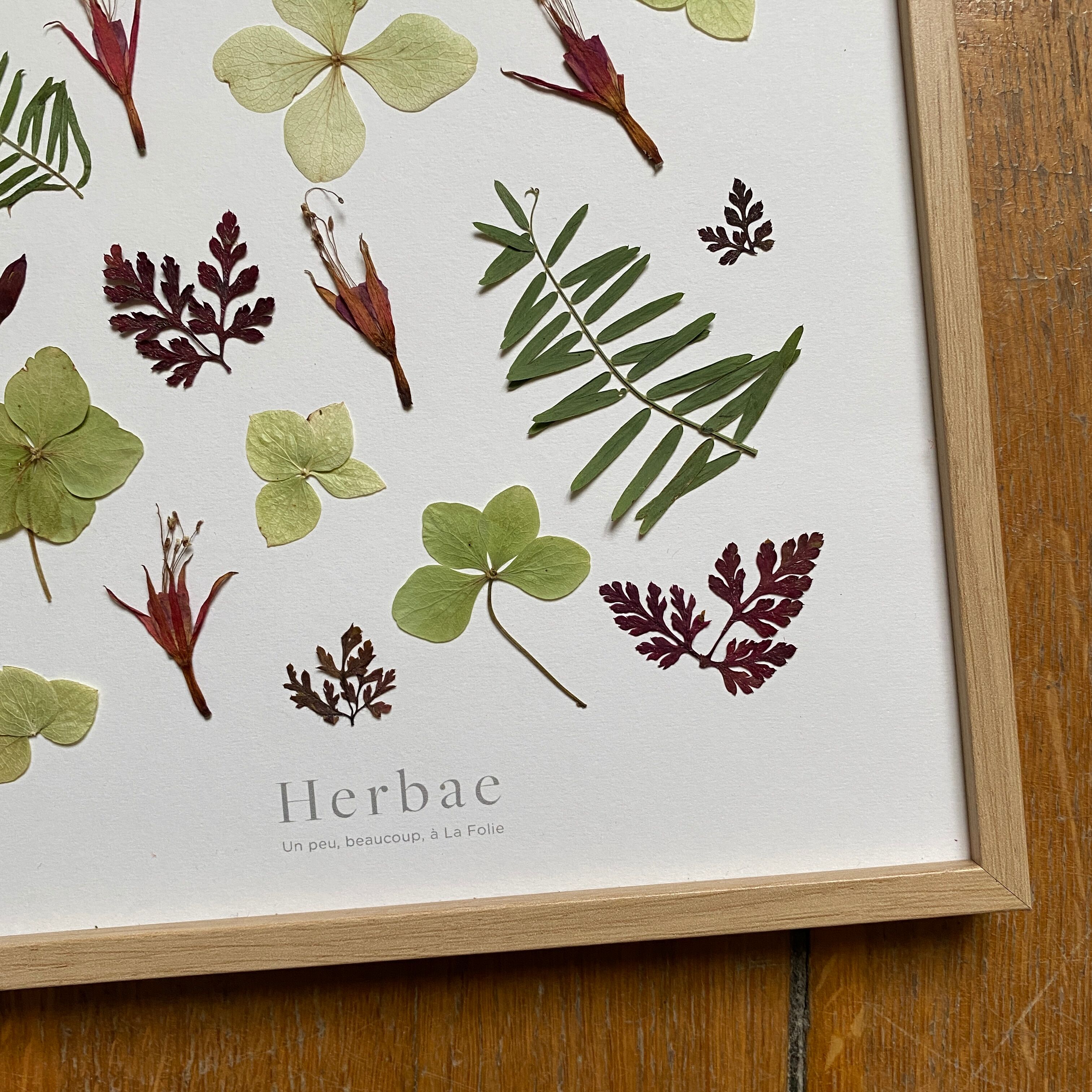 Herbarium of dried flowers