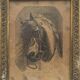 Painting "Portrait of horse" by Jeanne Arrow dated 1894 frame