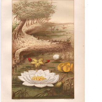 Old engraving from 1889 - Water lilies. Vintage botanical plate.