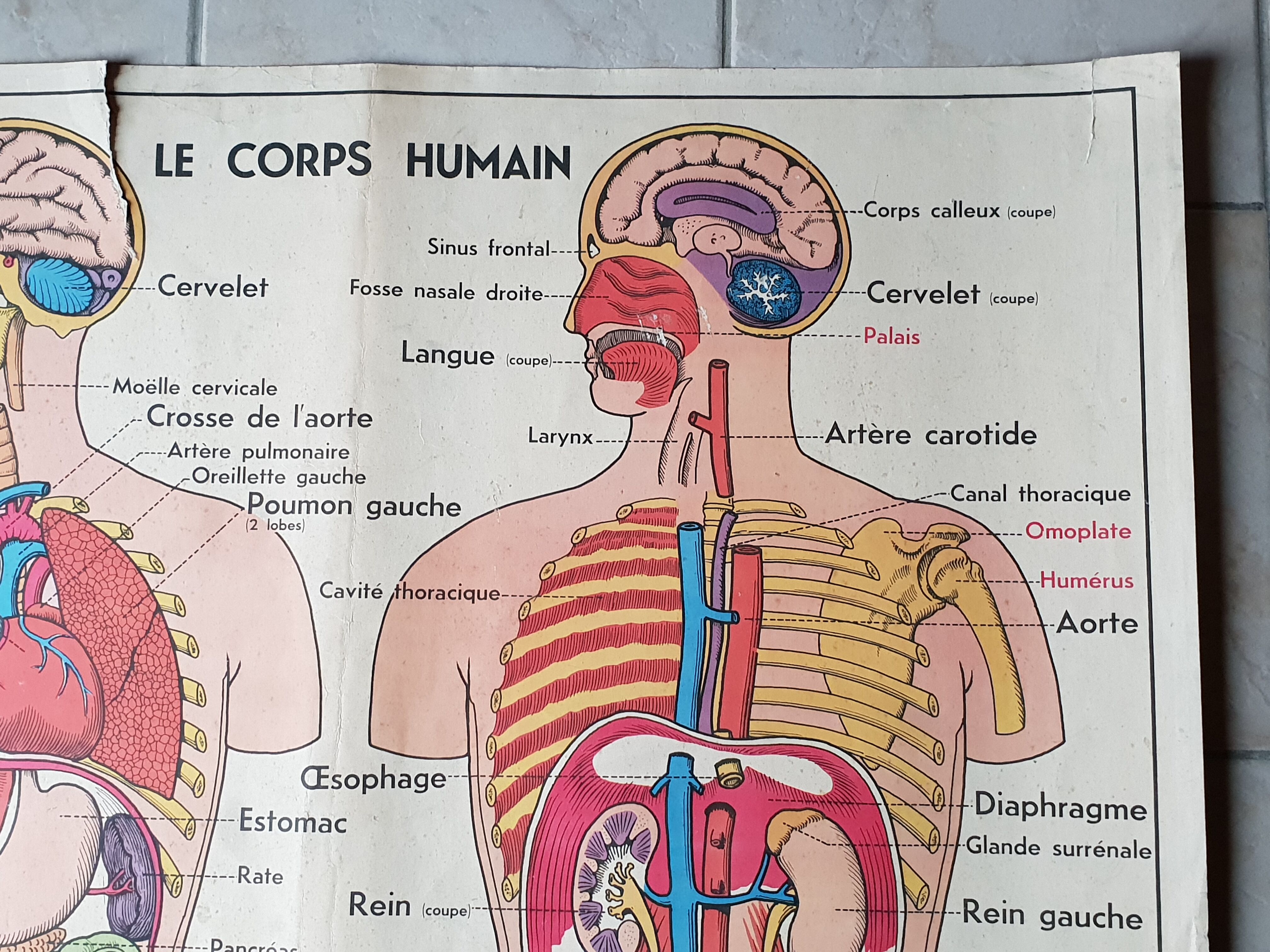 Poster school -  our muscles and human body