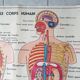 Poster school -  our muscles and human body