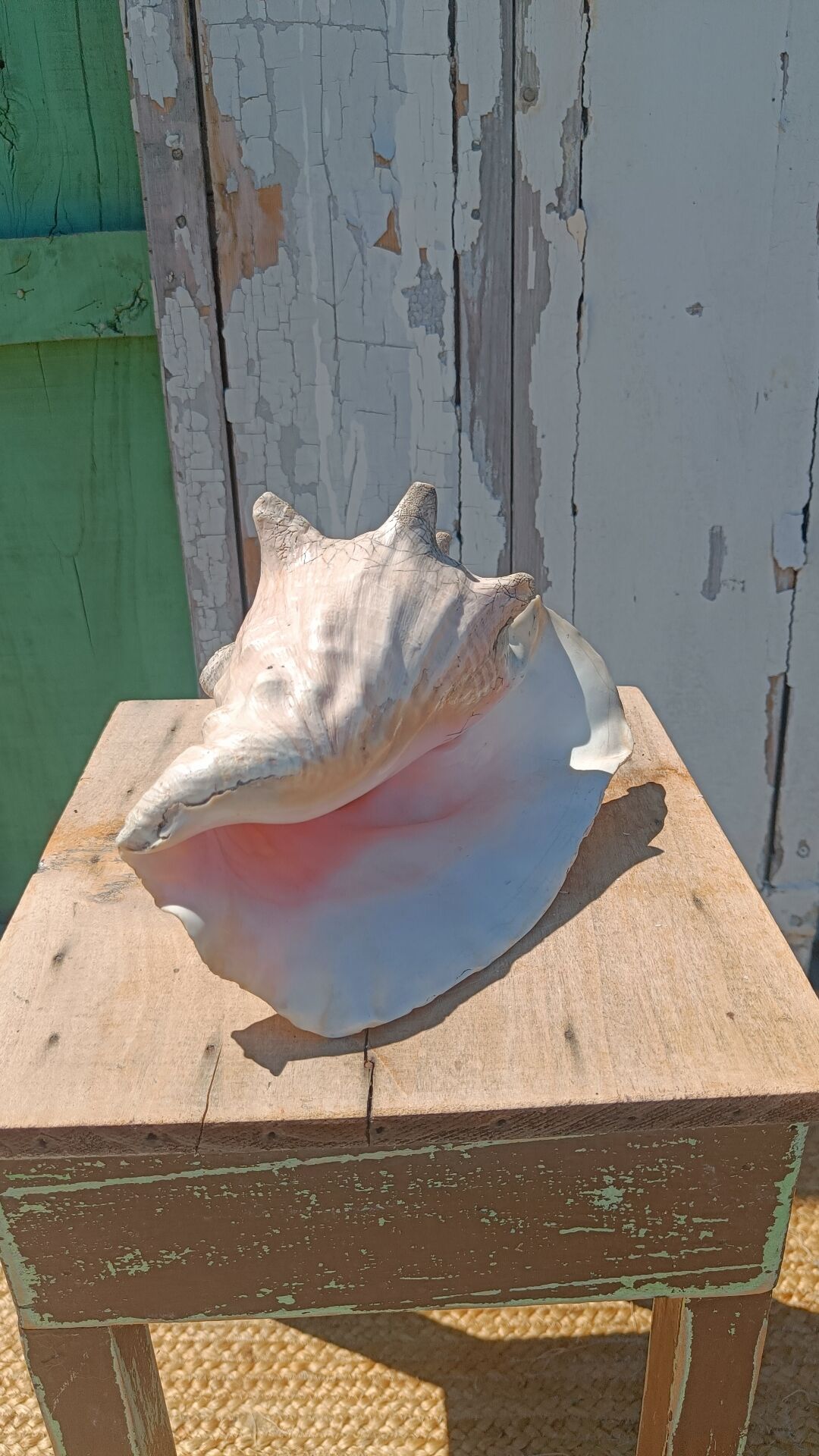 Coquillage conque  lambi