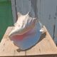 Coquillage conque  lambi