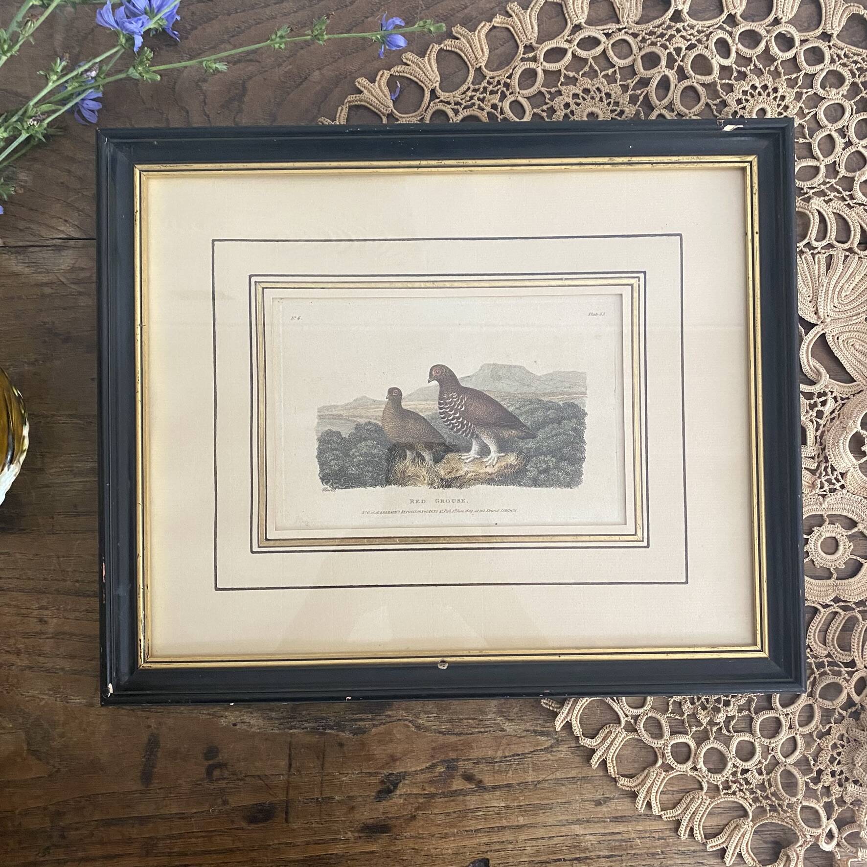 Old framed engraving of birds "red grouse"