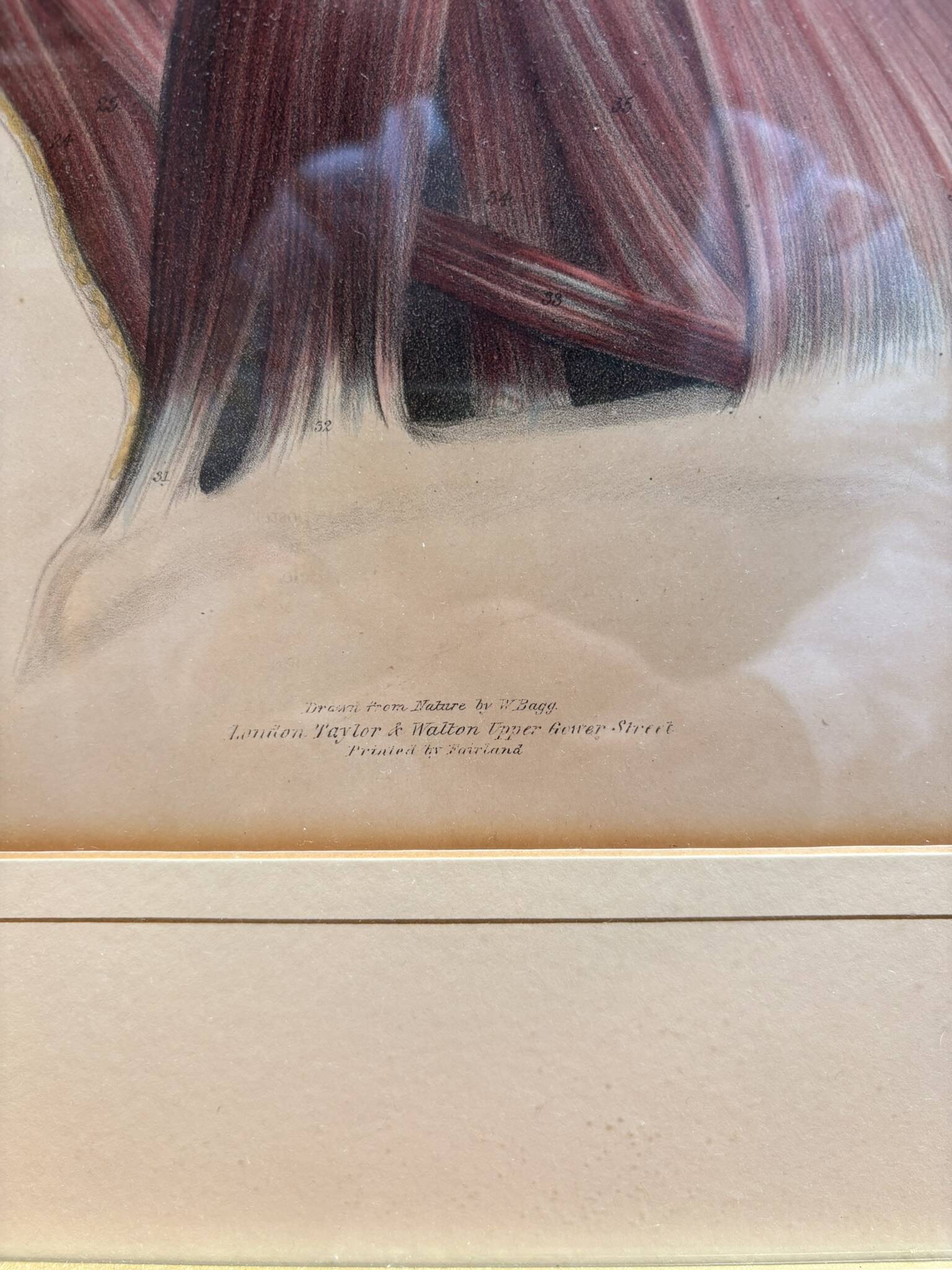 Print Engraving 19th Century The Salivary Gland Head Anatomy William Bagg