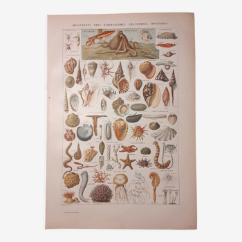 Lithograph on shellfish and molluscs from 1922