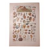 Lithograph on shellfish and molluscs from 1922