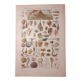 Lithograph on shellfish and molluscs from 1922