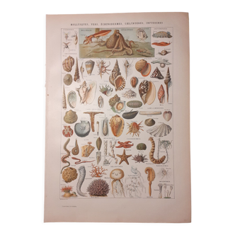 Lithographie sur les coquillages et mollusques de 1922