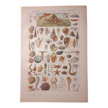 Lithographie sur les coquillages et mollusques de 1922