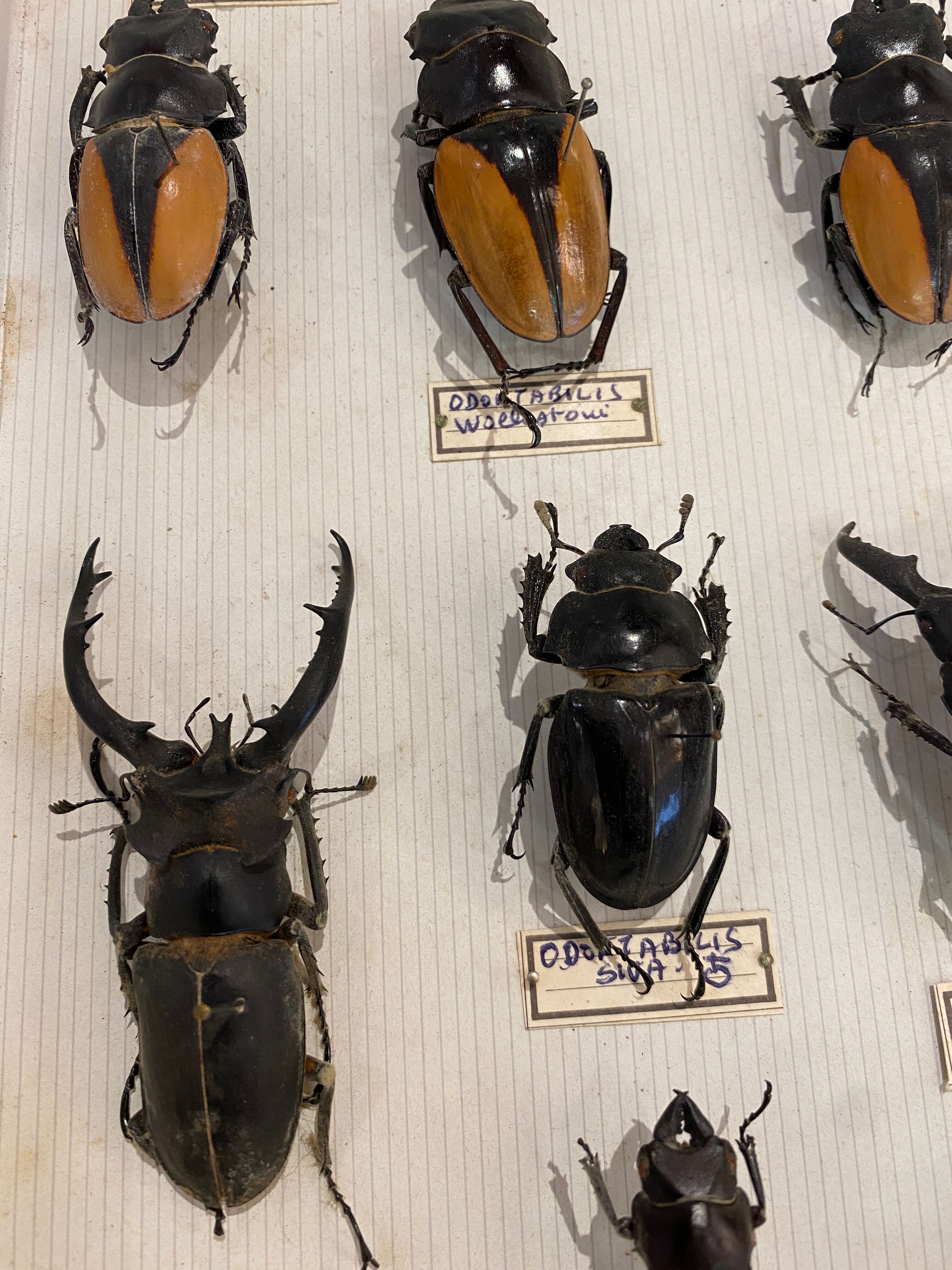 Boîte entomologie vitrine insectes