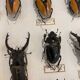 Boîte entomologie vitrine insectes
