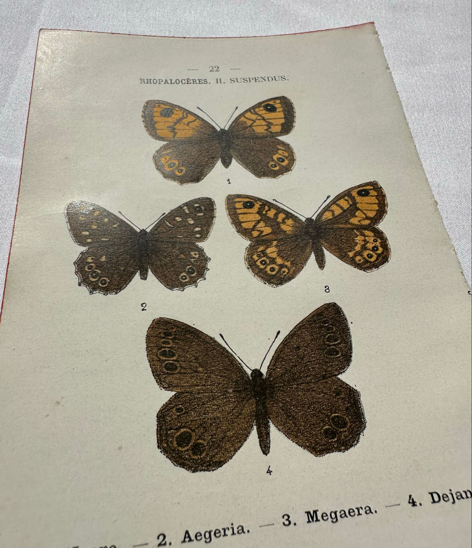 Botanical Plate 1800 Old naturalist engraving 19th century double-sided