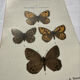 Botanical Plate 1800 Old naturalist engraving 19th century double-sided