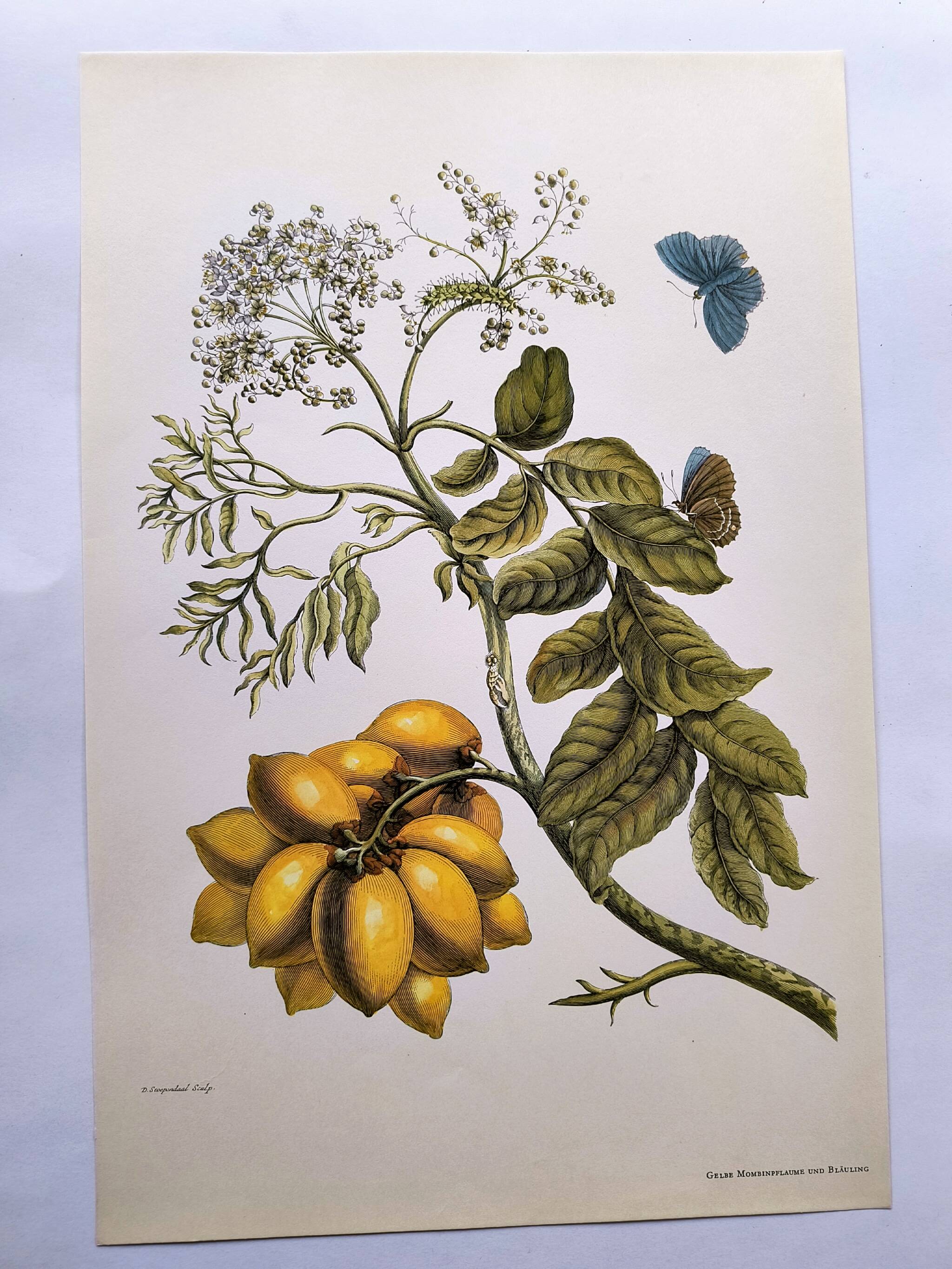 Vintage illustration - Plant with golden fruits by Merian. Antique plate
