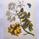 Vintage illustration - Plant with golden fruits by Merian. Antique plate
