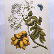 Vintage illustration - Plant with golden fruits by Merian. Antique plate