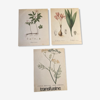 Lot de 3 affiches botaniques : La Sylvie, la Colchique, le Fenouil