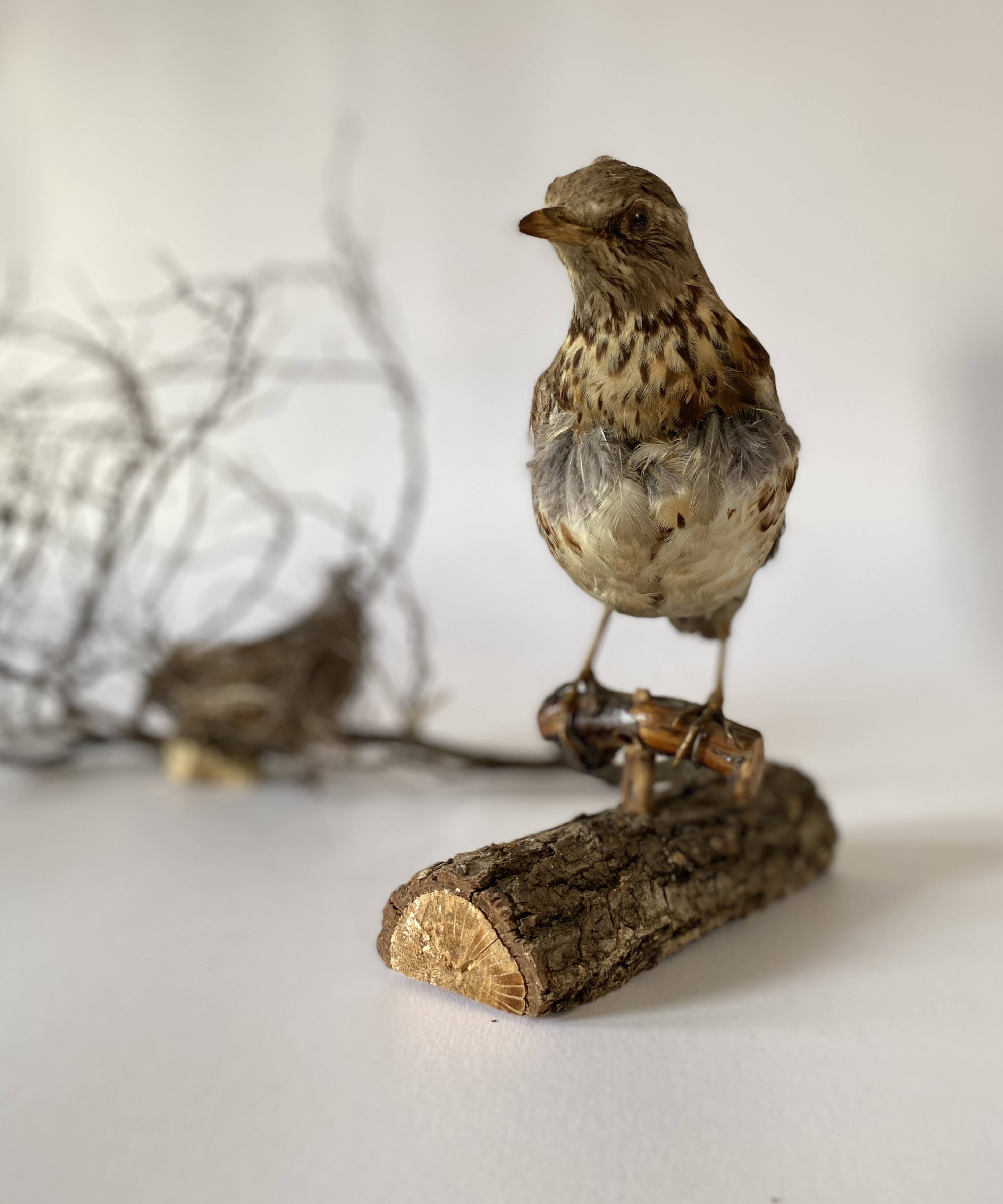 Stuffed bird, taxidermy, cabinet of curiosities