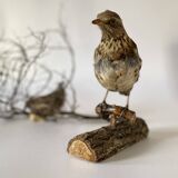 Stuffed bird, taxidermy, cabinet of curiosities