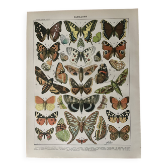 Lithograph on the butterflies of Europe - 1900