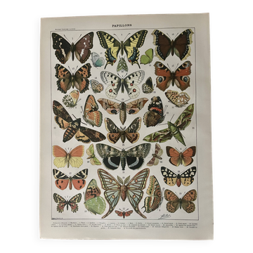 Lithograph on the butterflies of Europe - 1900