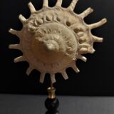 Cabinet of Curiosities shell stellaria solaris on base