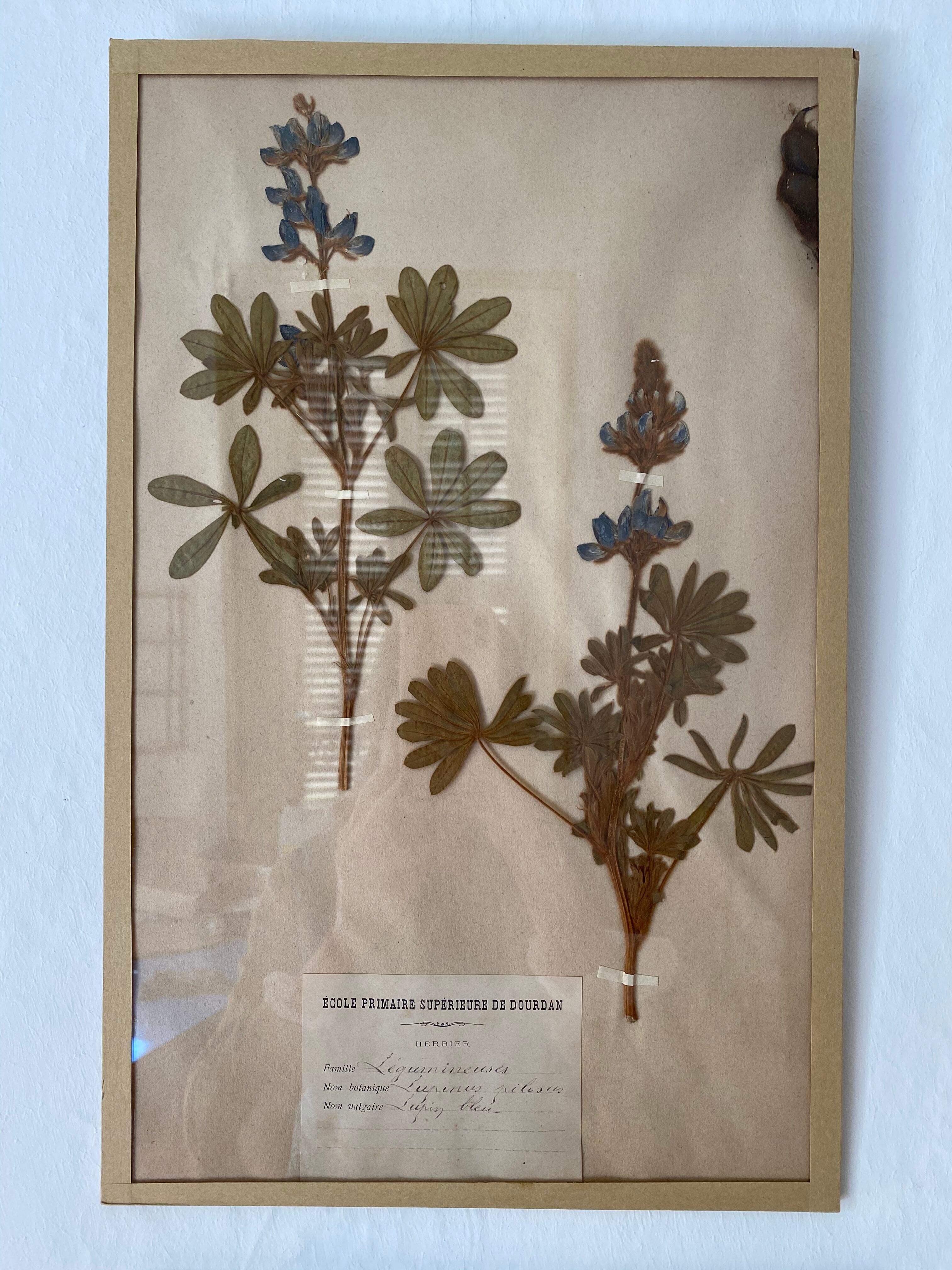 Framed herbarium boards, 1900s