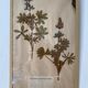 Framed herbarium boards, 1900s