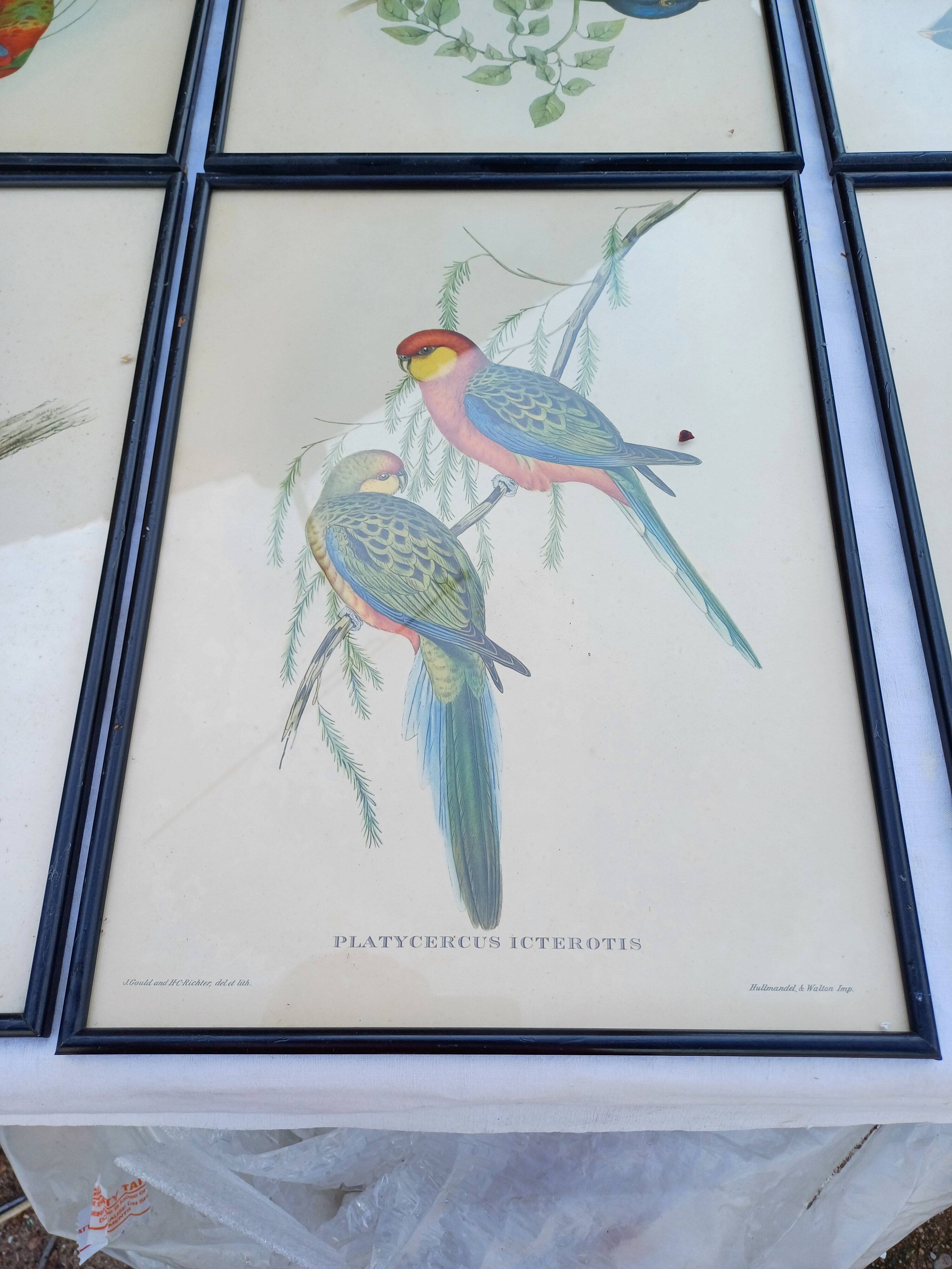 12 Lithographs “Birds of the World”