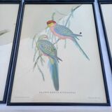 12 Lithographs “Birds of the World”