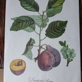 set of 6 botanical posters - fruit trees, flowers, butterflies