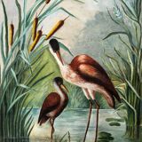 Oil on canvas still life depicting pink flamingos