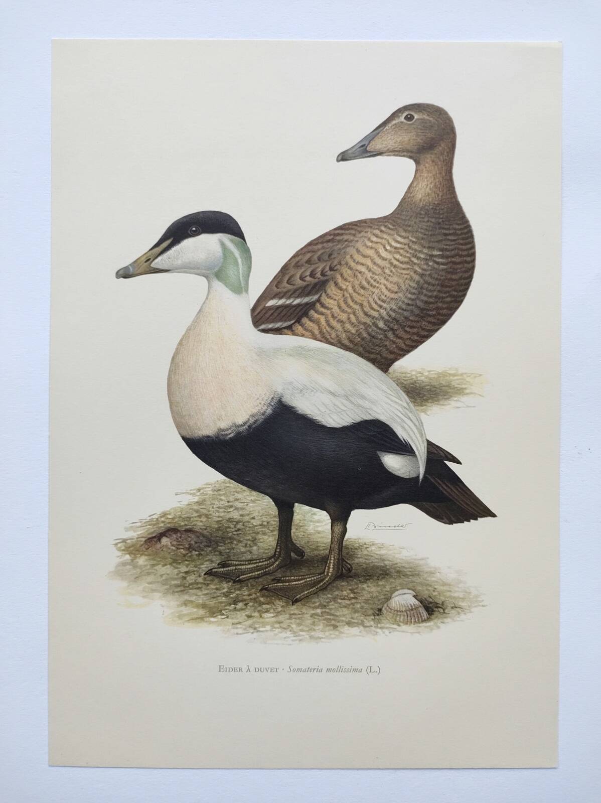 Bird board 60s - Common eider - Vintage ornithological illustration