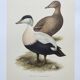 Bird board 60s - Common eider - Vintage ornithological illustration