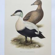 Bird board 60s - Common eider - Vintage ornithological illustration