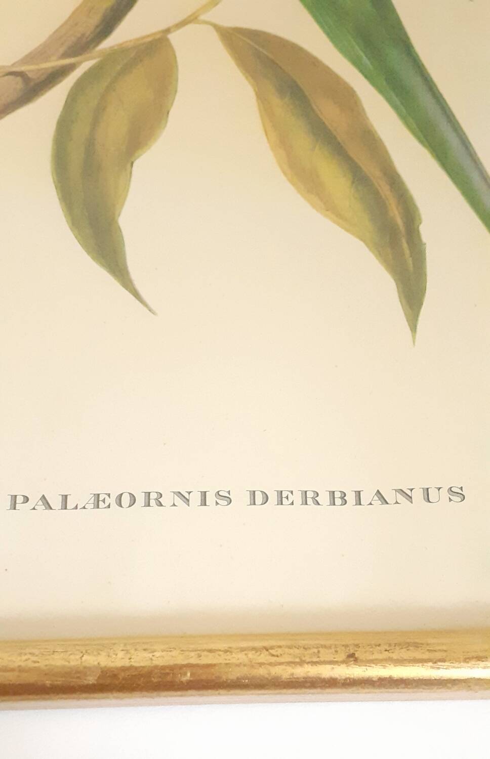 Vintage J.Gould color lithograph