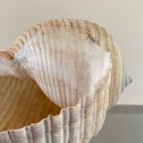Coquillage de mer Tonna Galea vintage