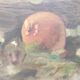Still life oil on canvas, signed