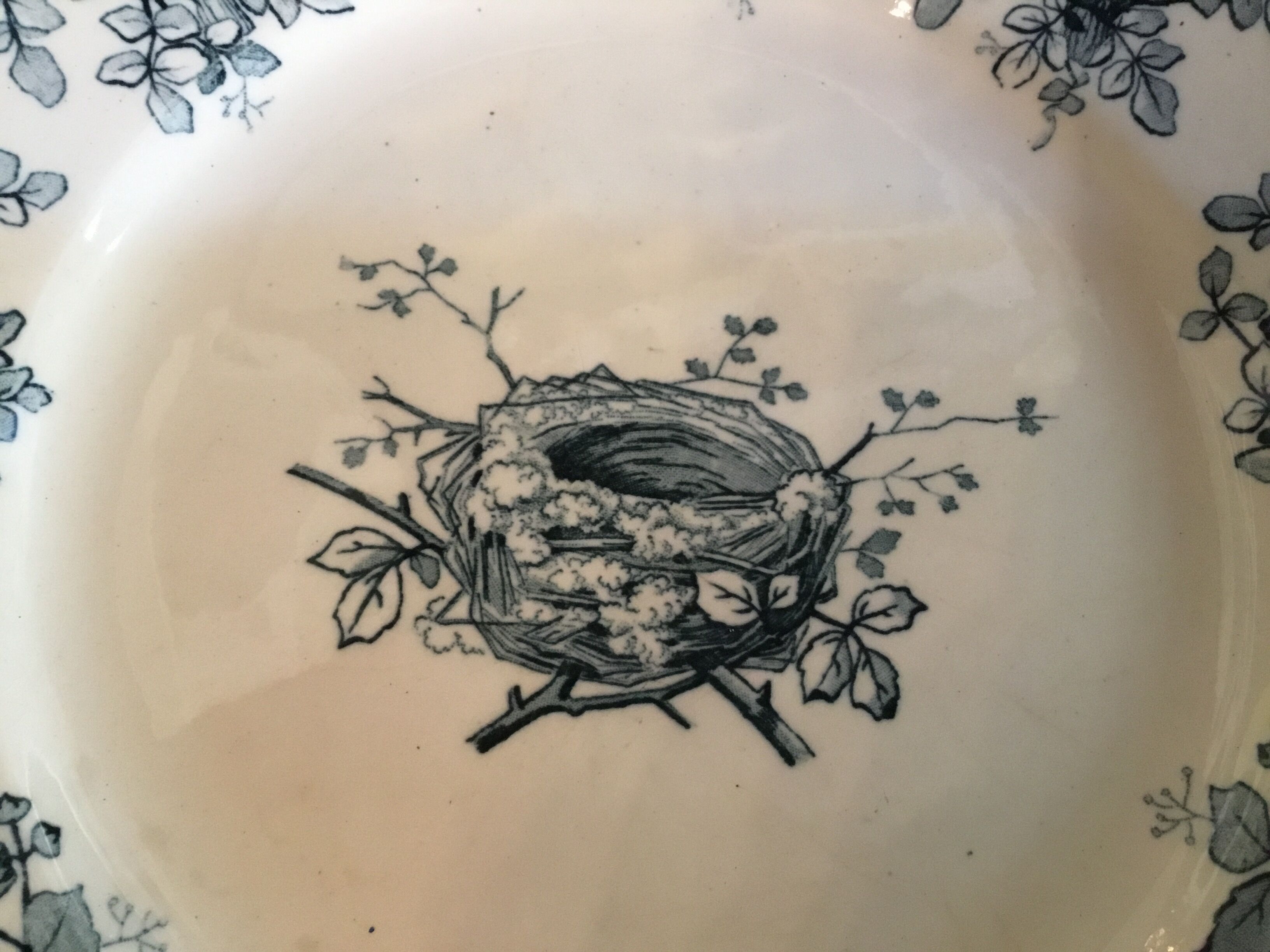 Ancient plate nests and birds