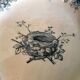 Ancient plate nests and birds