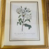 Lot of 7 pink botanical lithographs 1950