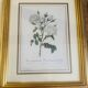Lot de 7 lithographies botaniques roses 1950